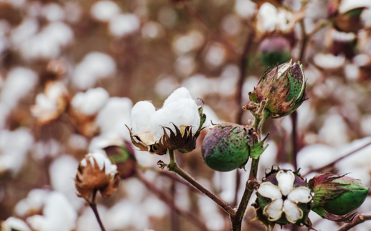 Is it worth paying extra for organic cotton clothing for kids?