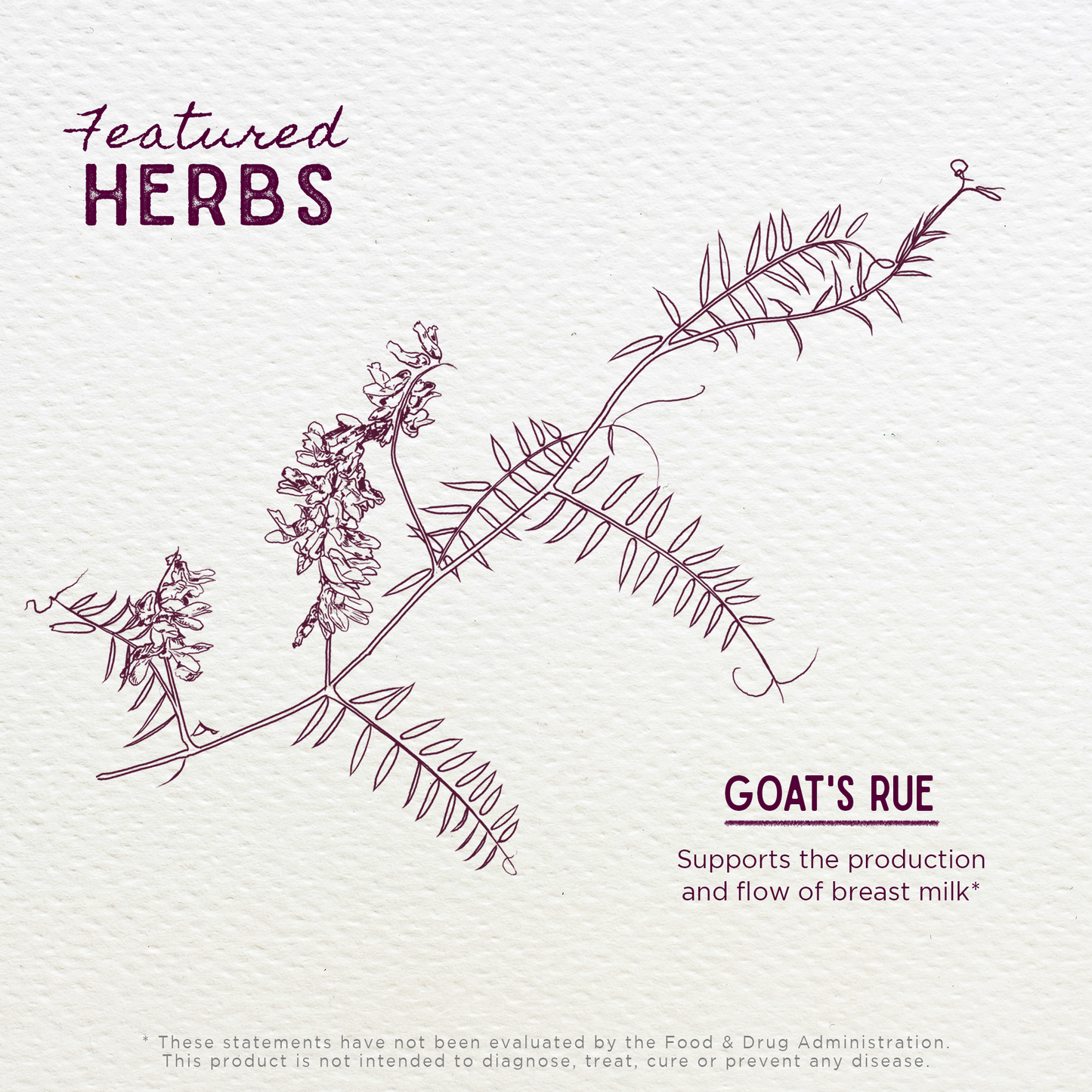 Goat's Rue Lactation Aid