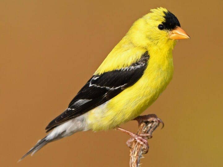 Goldfinch Ornament – Handmade Wool Felt Holiday Decor